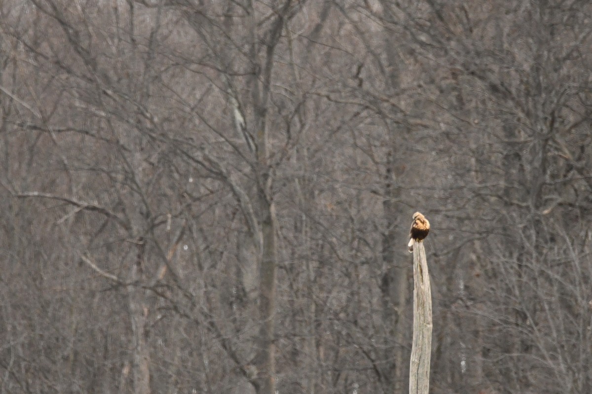 káně rousná - ML647410534