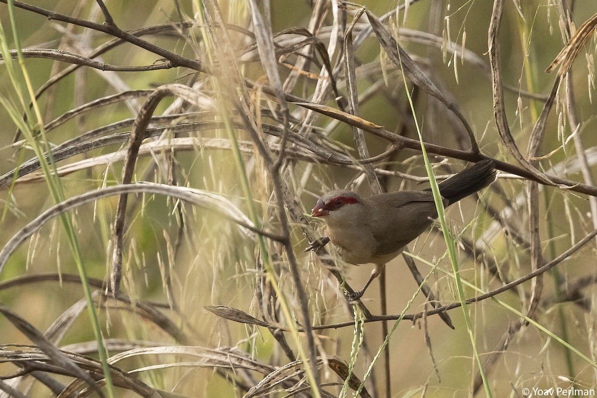 Black-rumped Waxbill - ML647410546