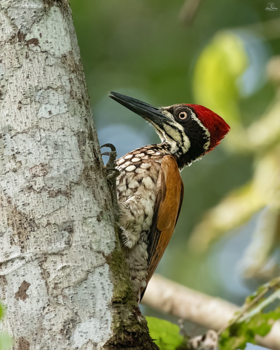 Malabar Flameback - ML647410559