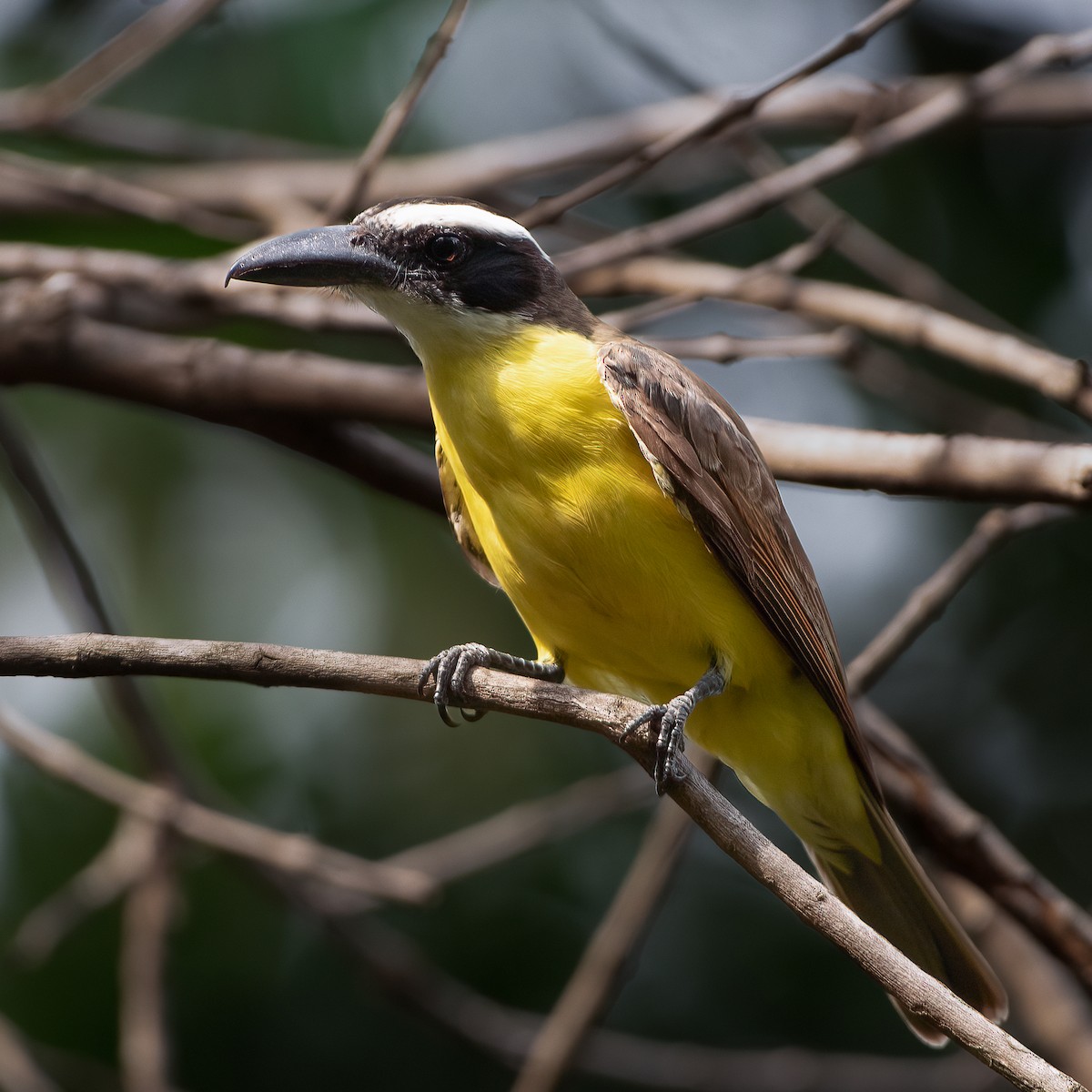 Boat-billed Flycatcher - ML647410570