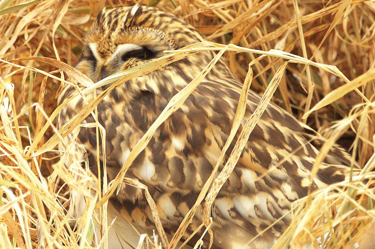 Zingira-hontza (flammeus) - ML647410583