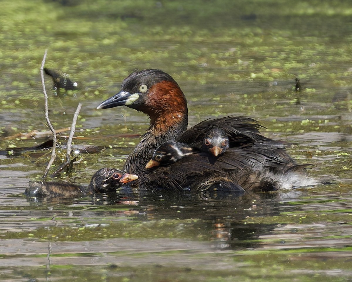 טבלן גמדי - ML647410608