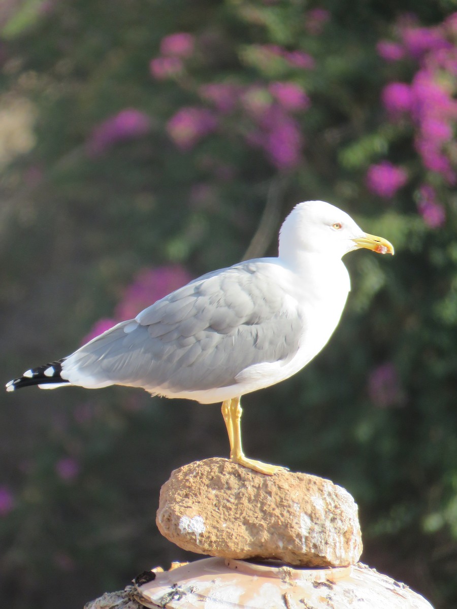 Kaio iluna - ML647410610