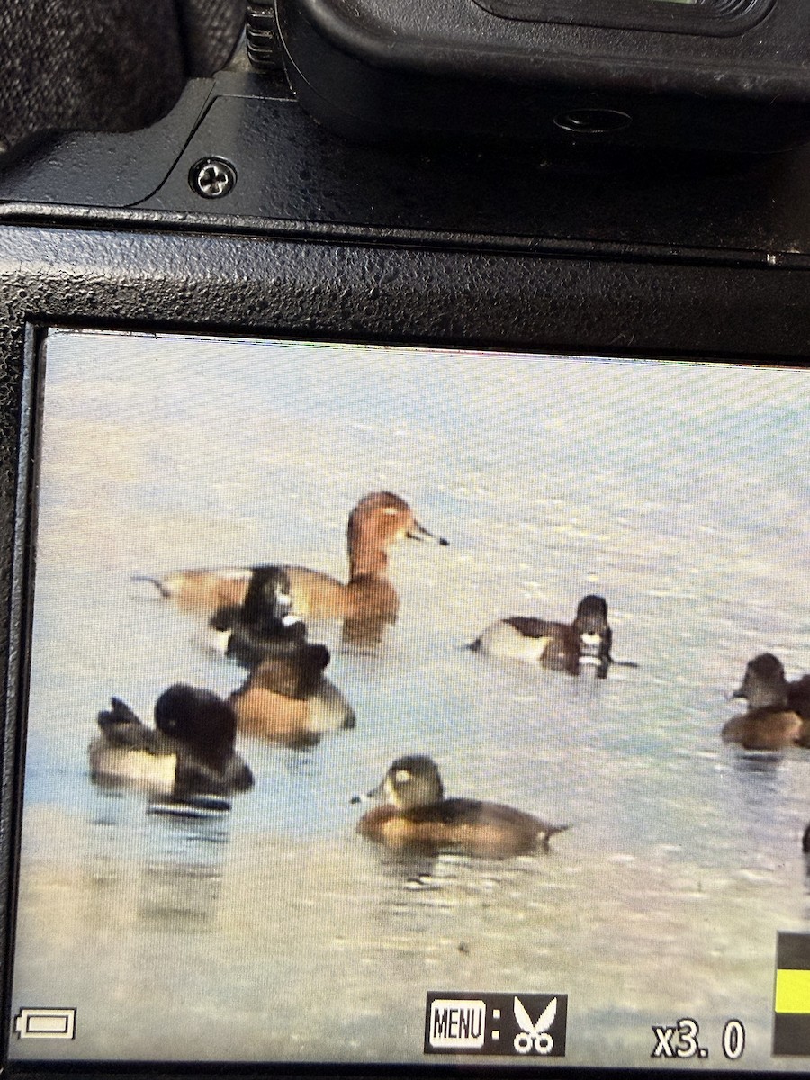 Redhead - ML647410629