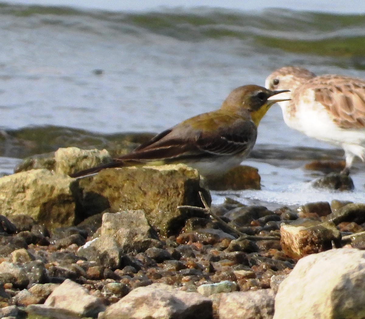 Western Yellow Wagtail - ML647410634