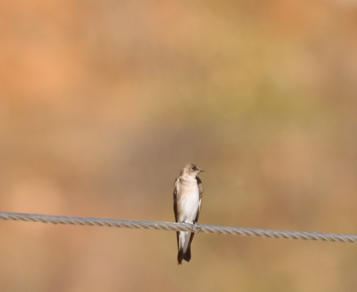 Northern Rough-winged Swallow - ML647410637
