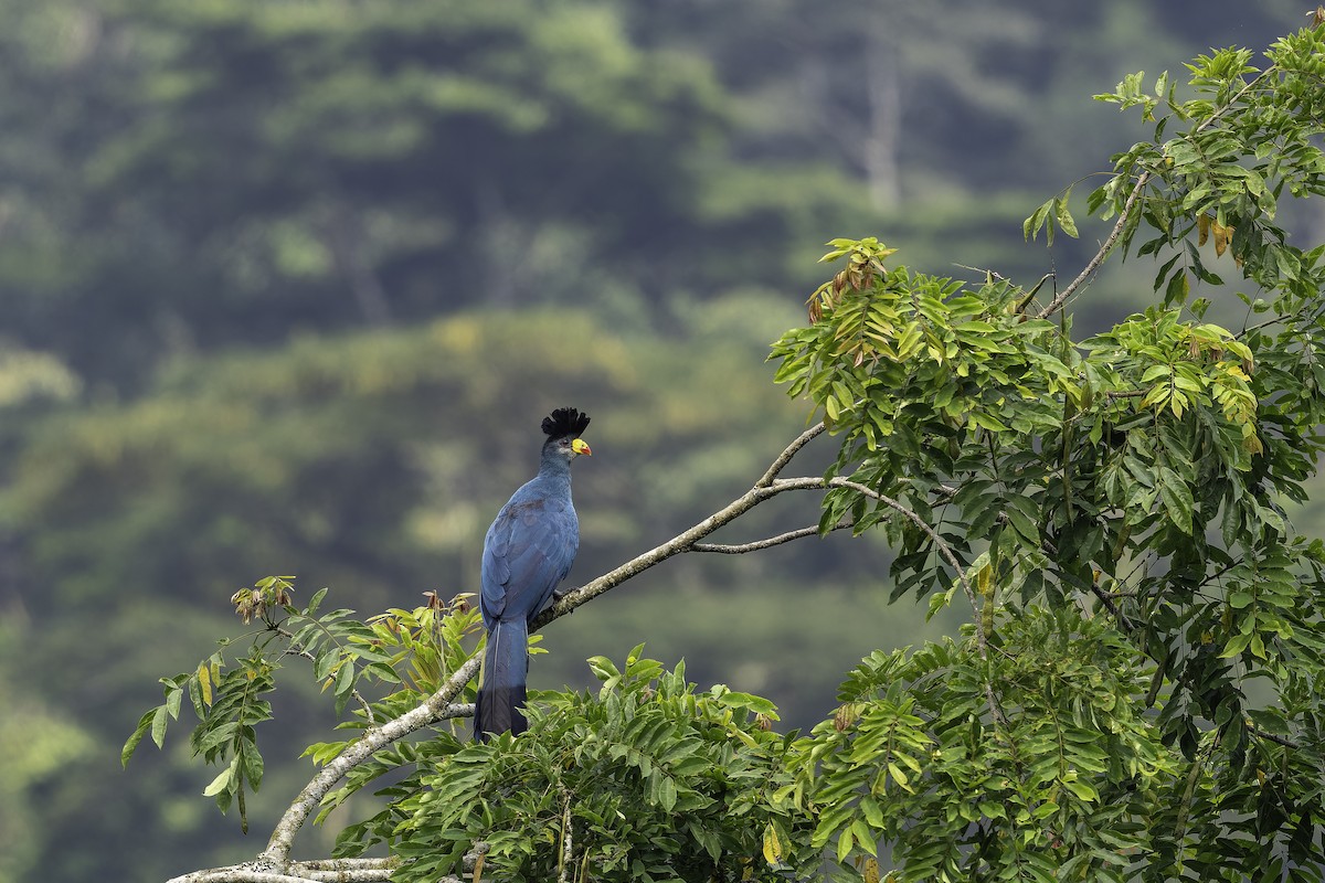 turako velký - ML647410648