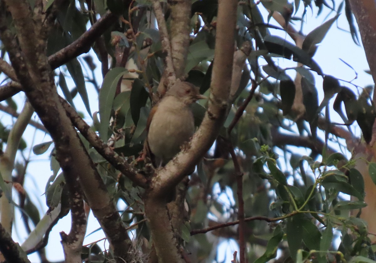 Pale-breasted Thrush - ML647410657
