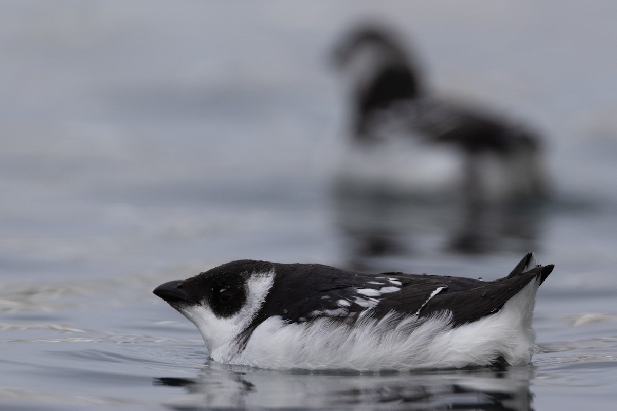 Küçük Alk - ML647410700