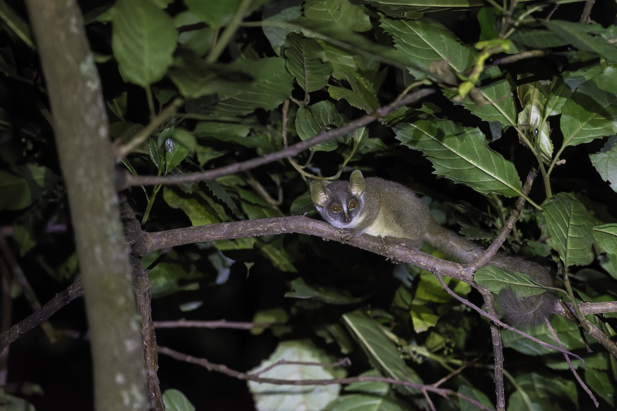 Demidoff's Dwarf Galago - ML647410717