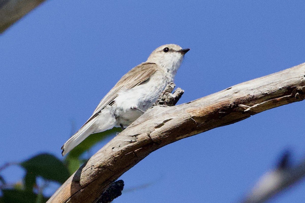 Petroica Fascinante - ML647410728