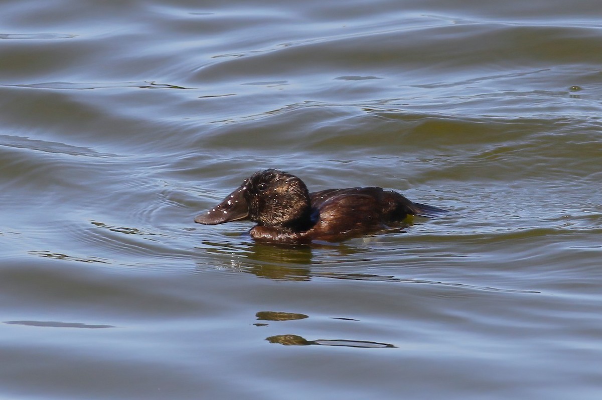 Malvasía Cabeciblanca - ML647410730