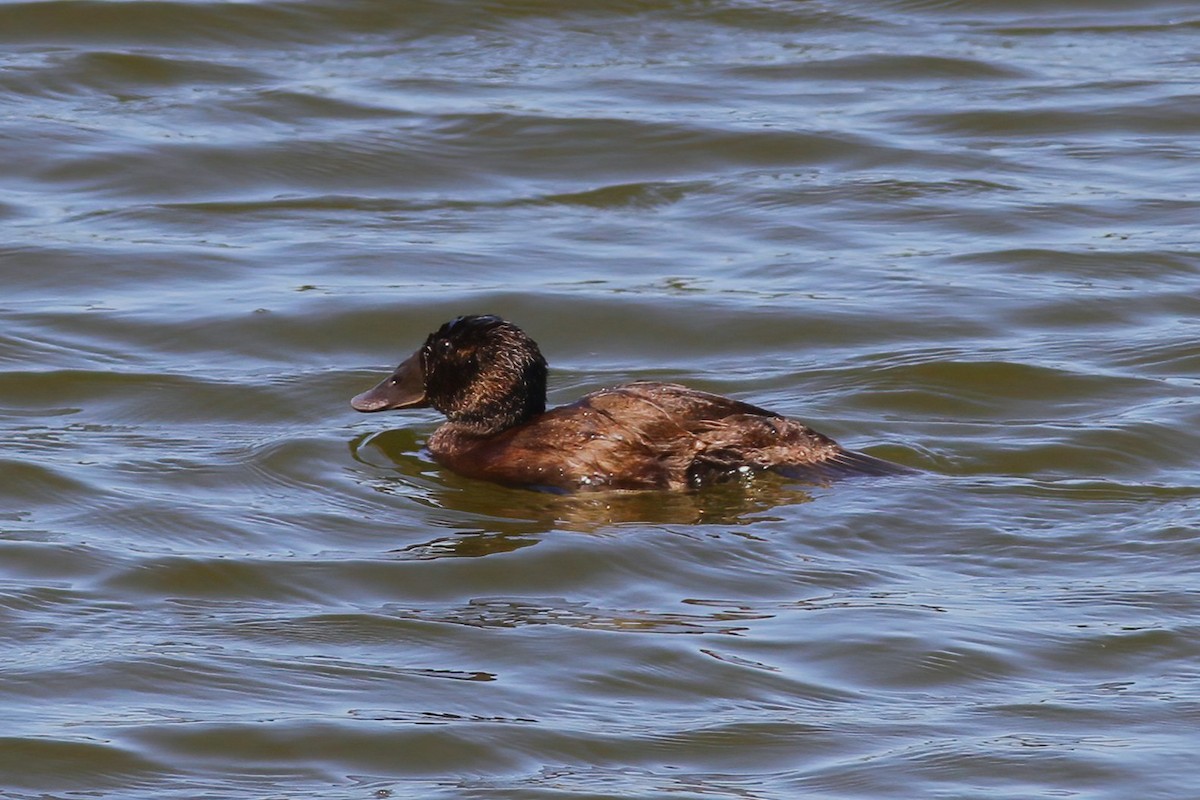 Malvasía Cabeciblanca - ML647410731
