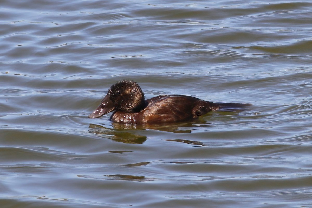 Malvasía Cabeciblanca - ML647410732