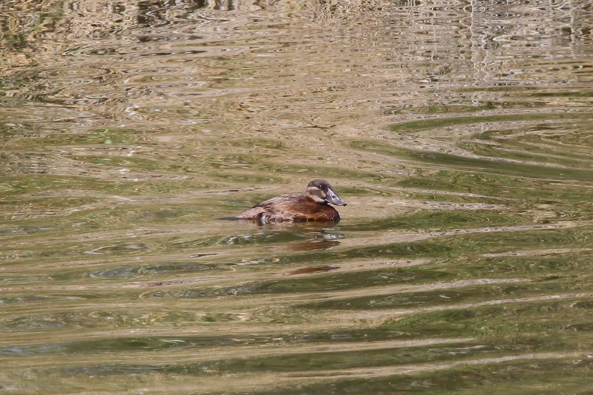 Malvasía Cabeciblanca - ML647410733