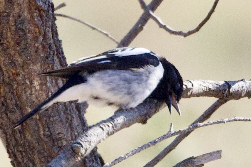 Petroica Encapuchada - ML647410735