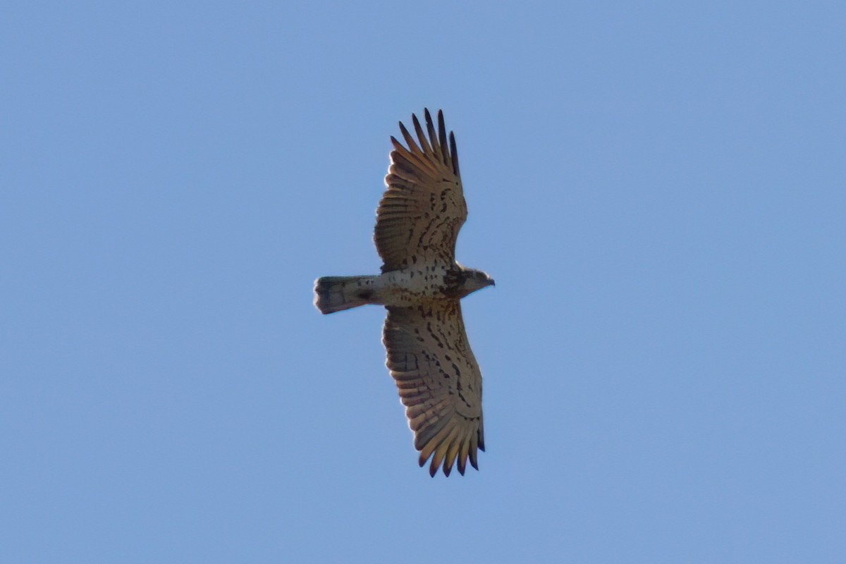 Culebrera Europea - ML647410742