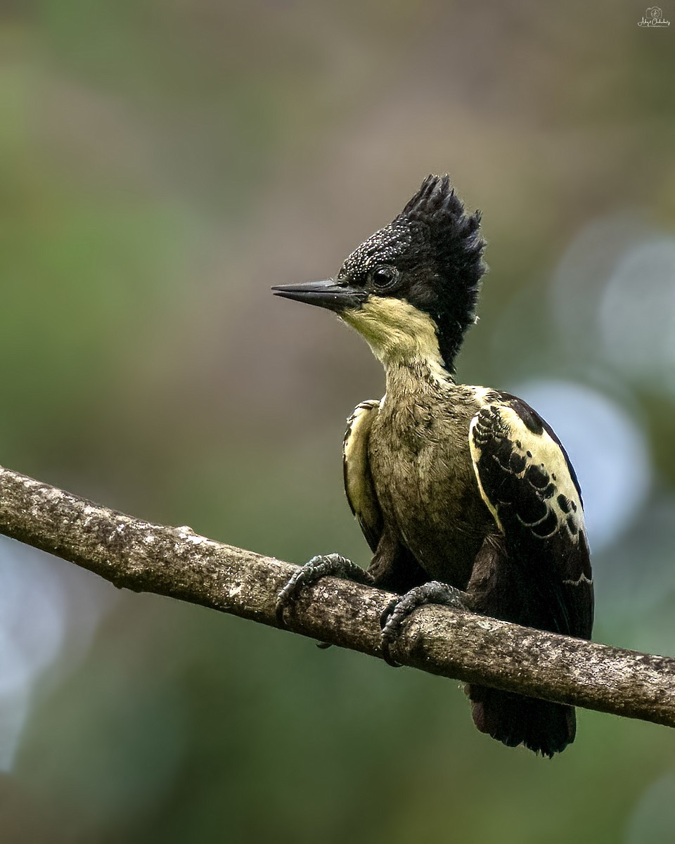 Pito de Corazones - ML647410756