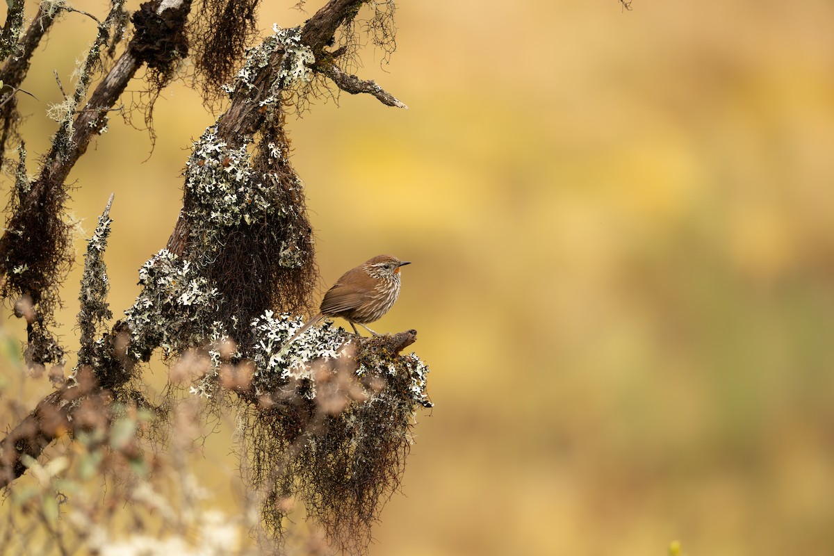 Canastero del Urubamba - ML647410763