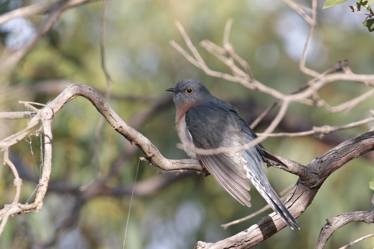 Cuco Flabeliforme - ML647410766