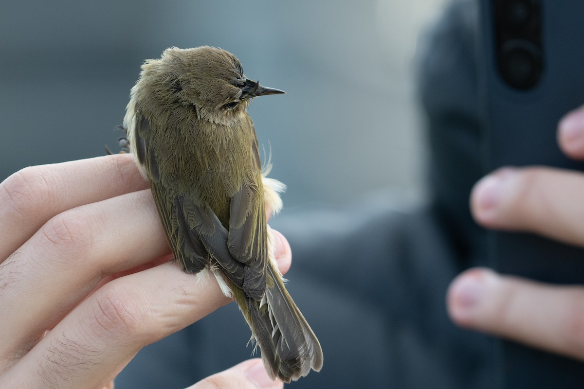 Mosquitero Común - ML647410772