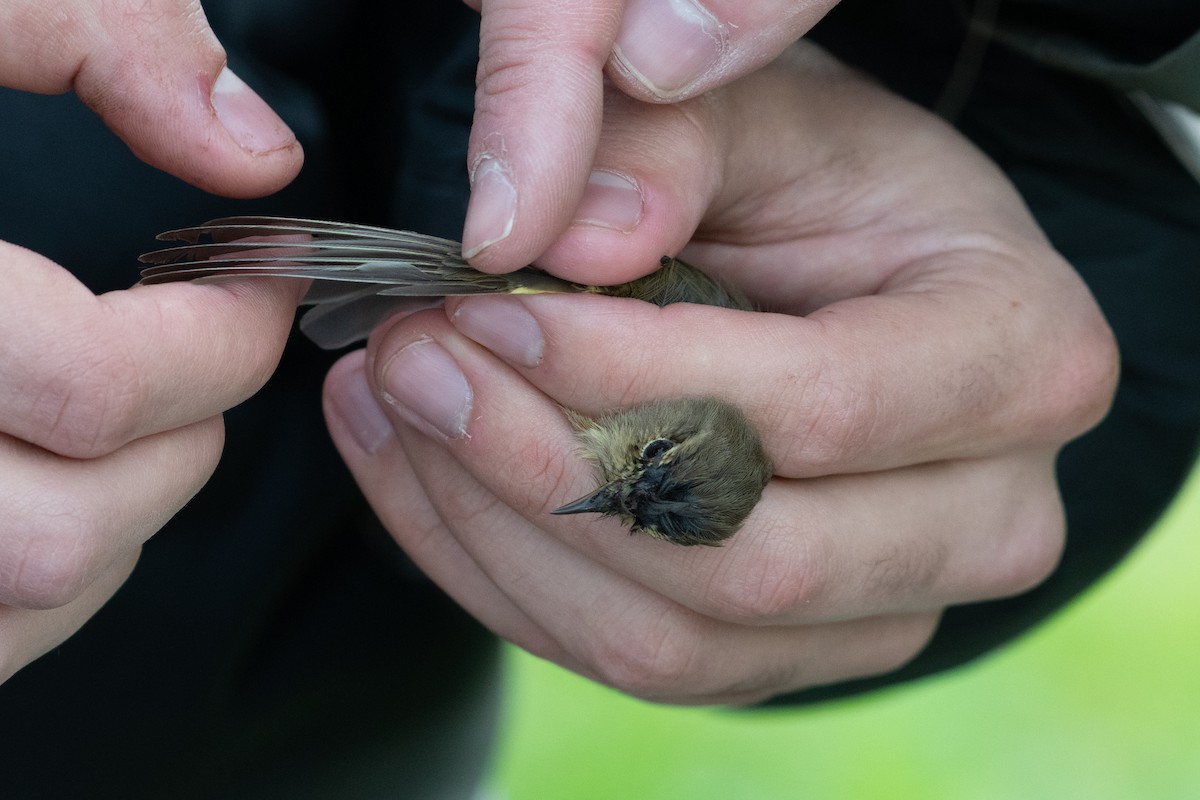 Mosquitero Común - ML647410773