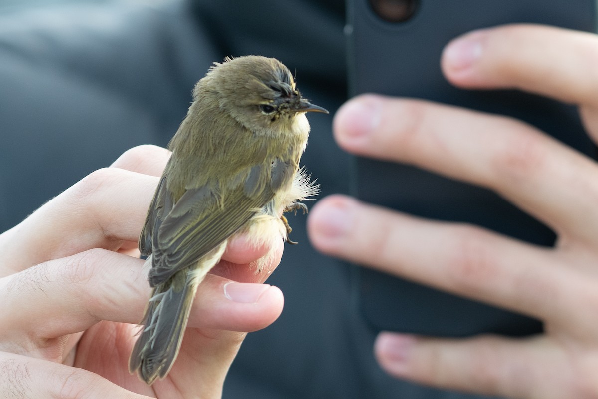 Mosquitero Común - ML647410774