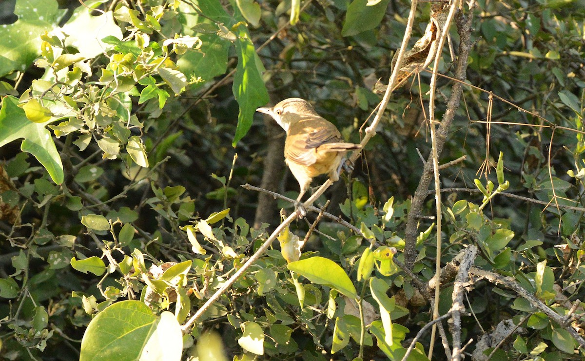 Clamorous Reed Warbler - ML647410797