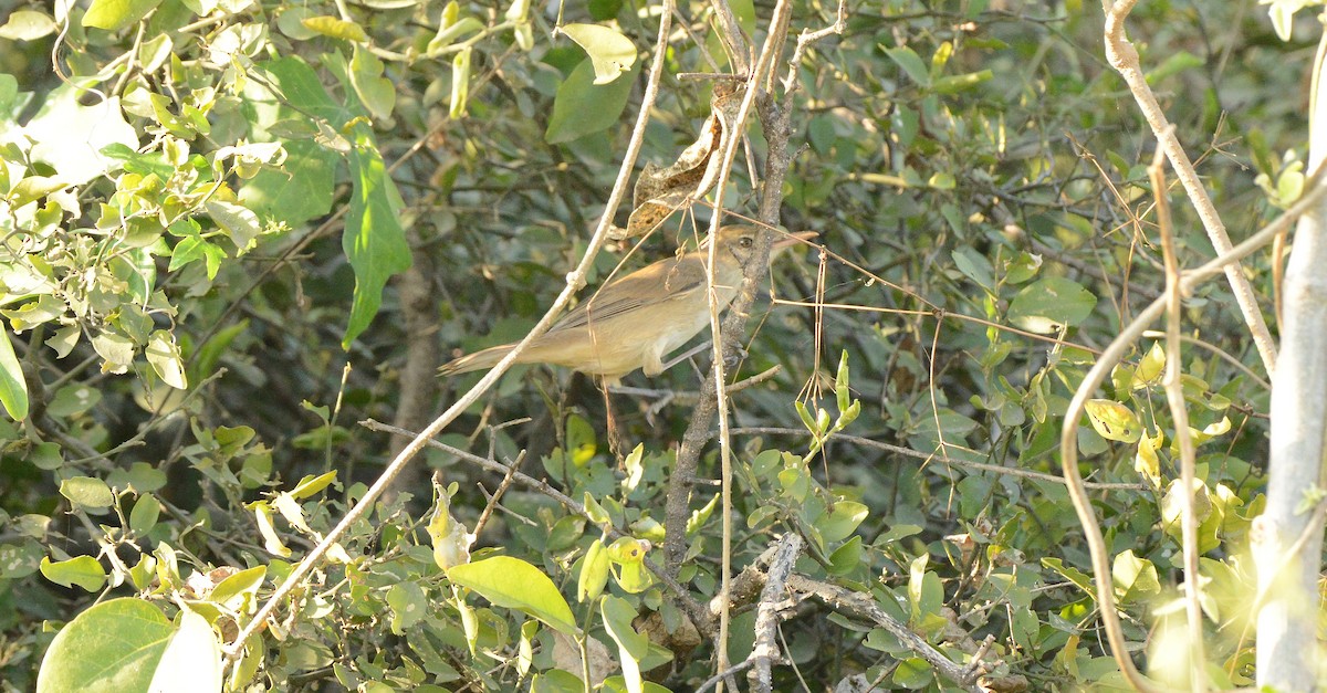 Clamorous Reed Warbler - ML647410798
