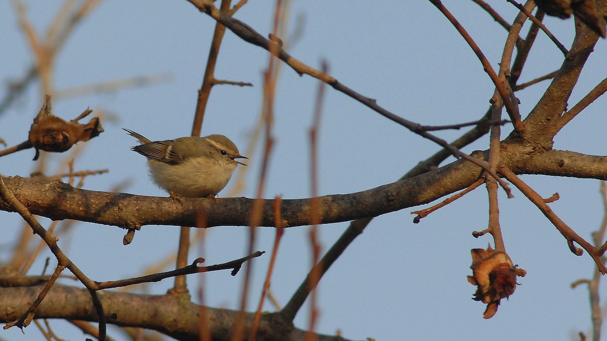 Hume's Warbler - ML647410819