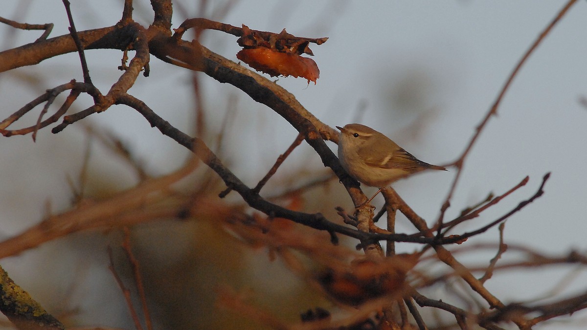 Hume's Warbler - ML647410820
