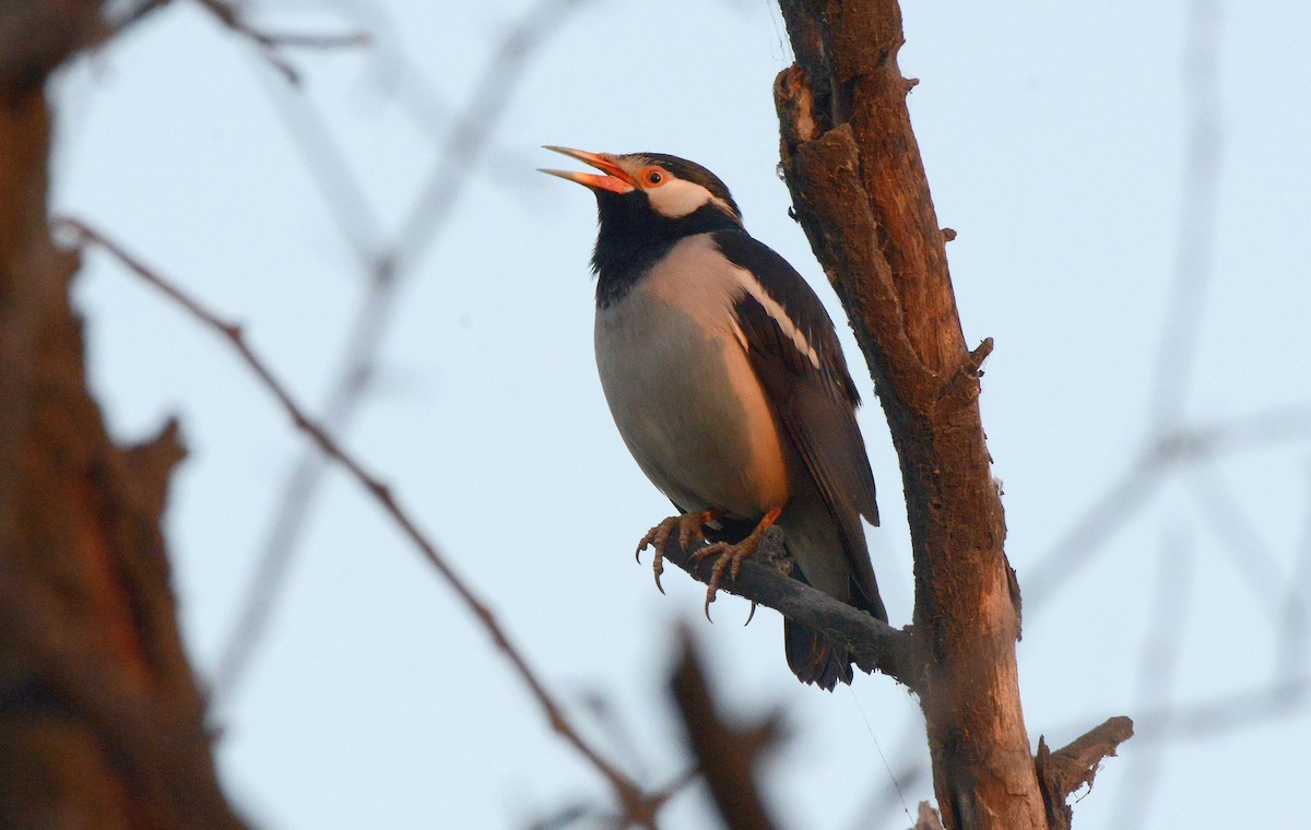 Indian Pied Starling - ML647410828
