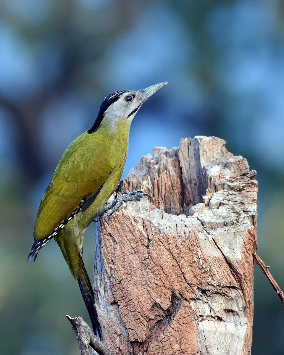 Pic cendré - ML647410830