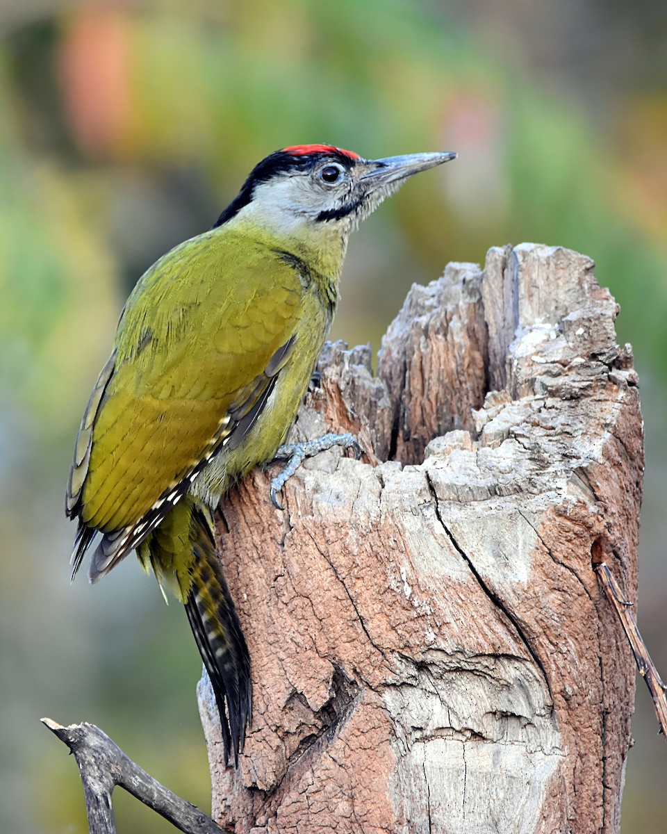 Pic cendré - ML647410831