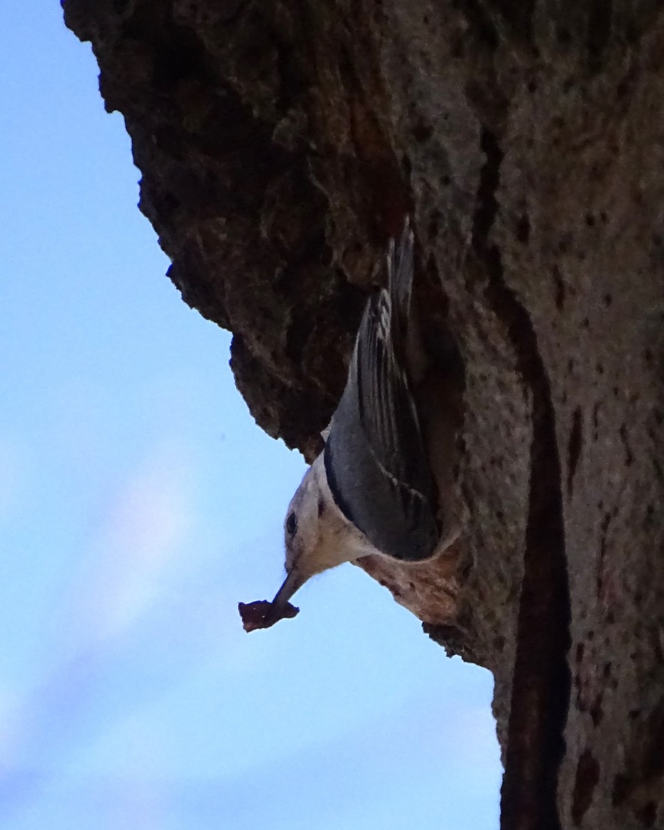 Weißbrustkleiber - ML647410832