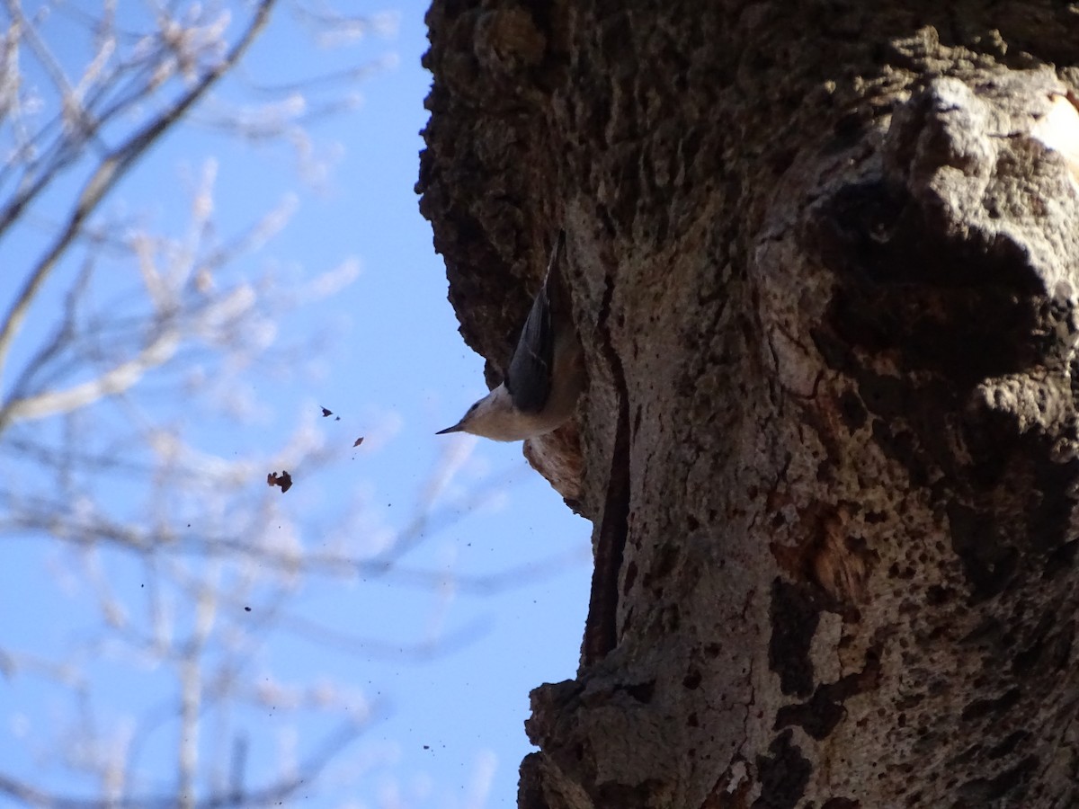 Weißbrustkleiber - ML647410833