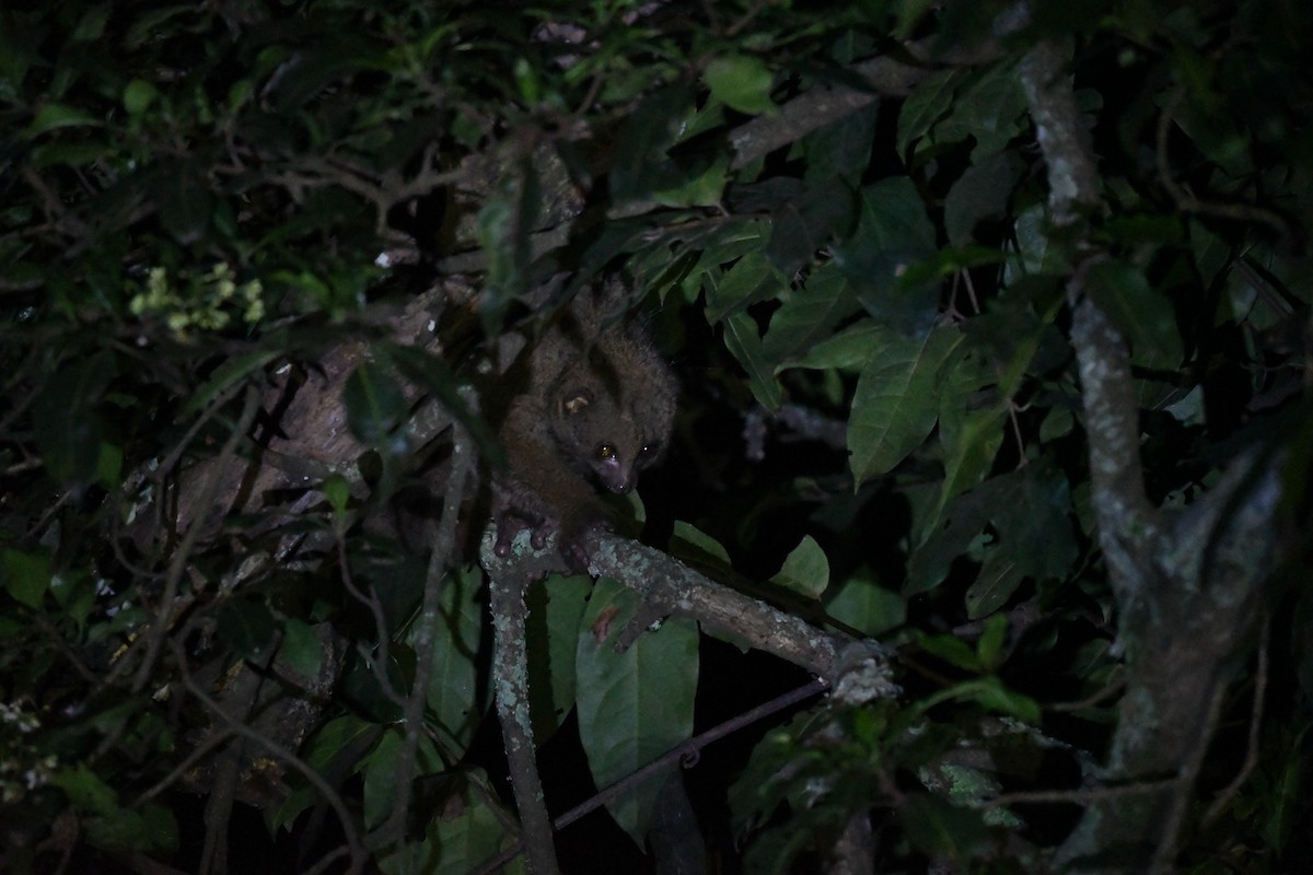 Eastern Potto - ML647410835