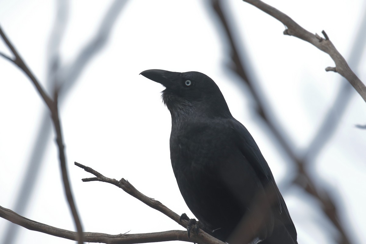 Forest Raven - ML647410846