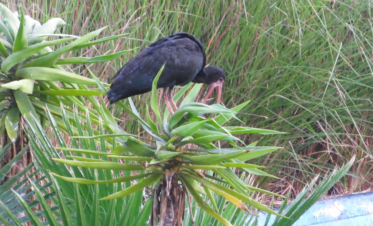 Ібіс чорний - ML647410850