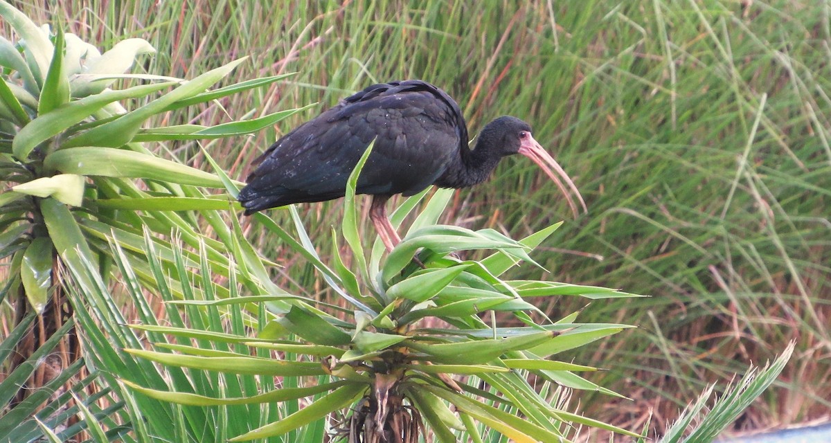 Ібіс чорний - ML647410851