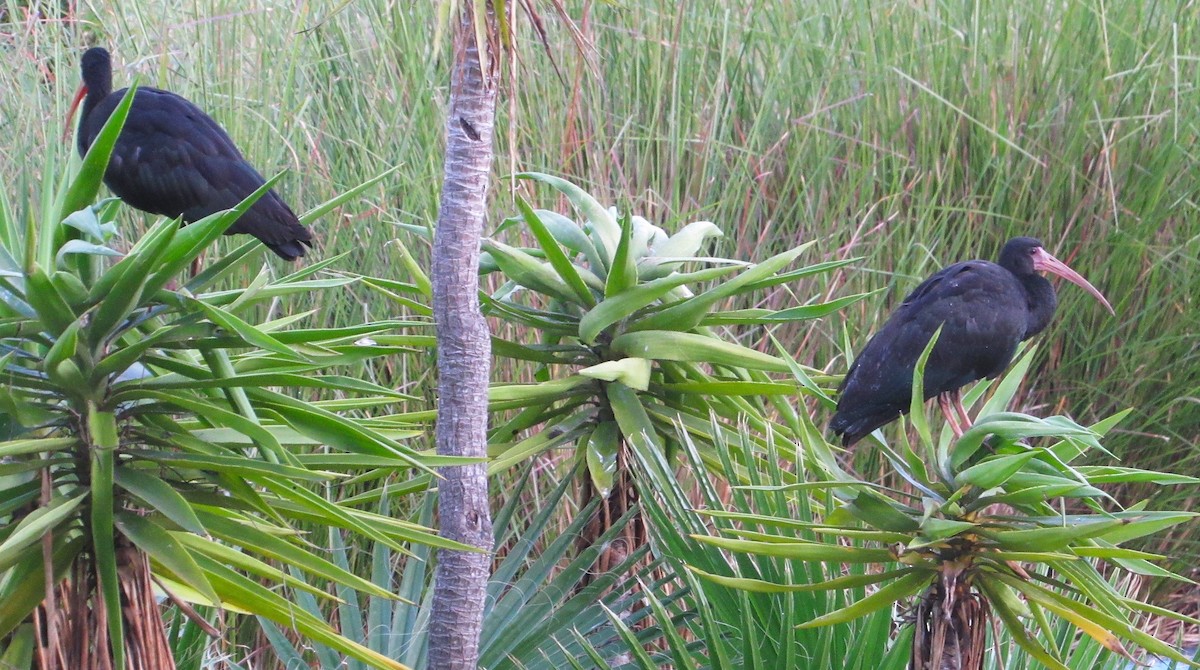 Ібіс чорний - ML647410852