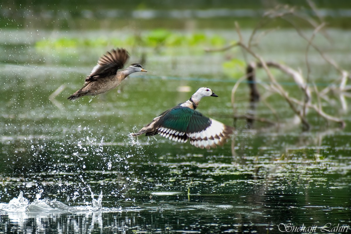 Coromandelgo antzaratxoa - ML647410854