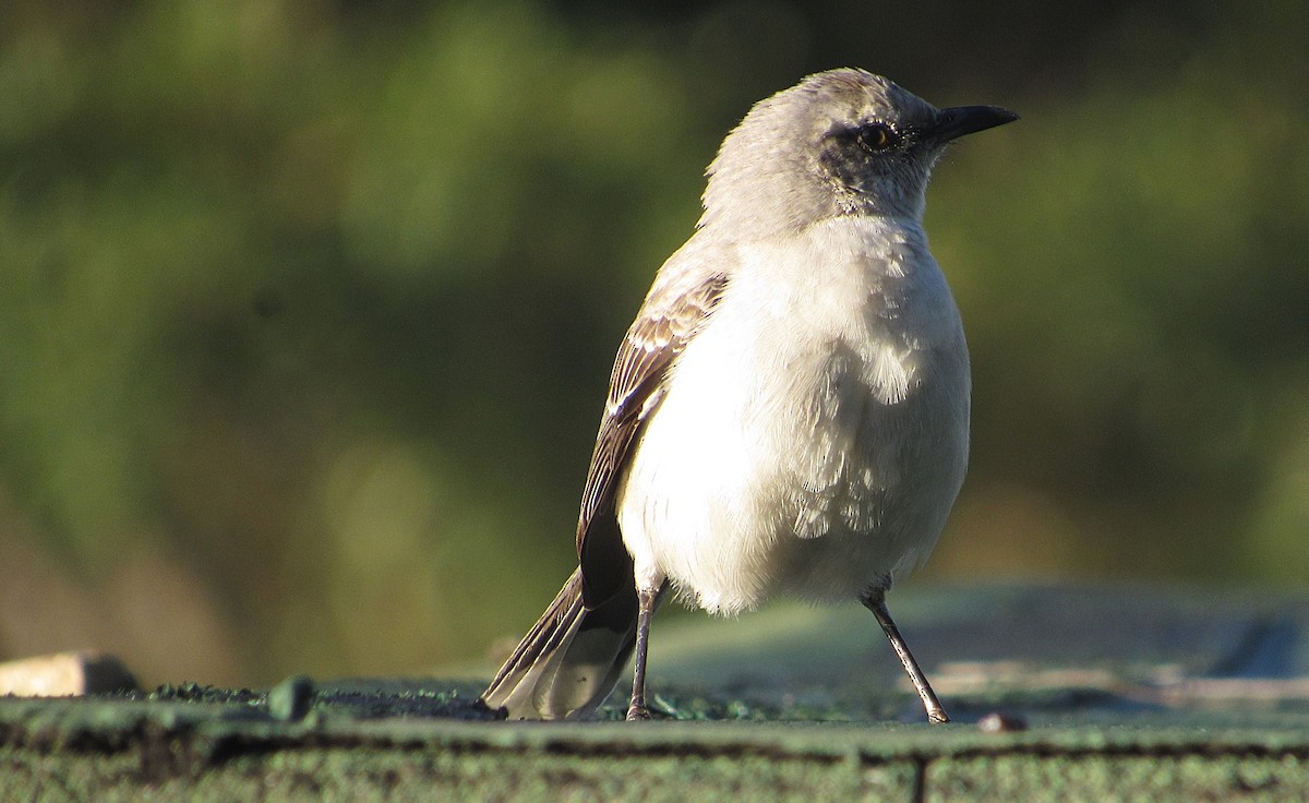 Tropikal Taklitçi - ML647410861