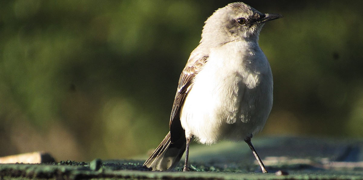 Tropikal Taklitçi - ML647410862