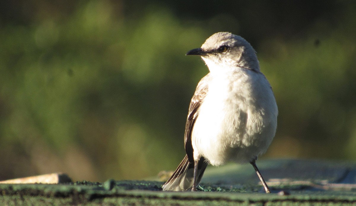 Tropikal Taklitçi - ML647410863