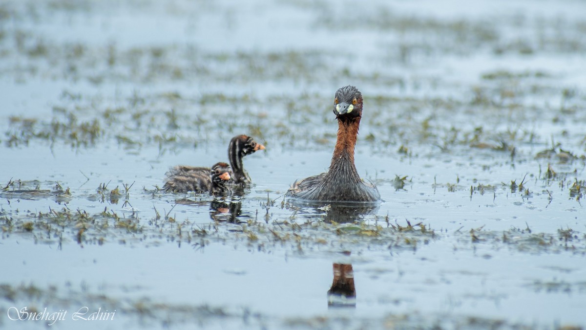 Txilinporta txikia - ML647410866