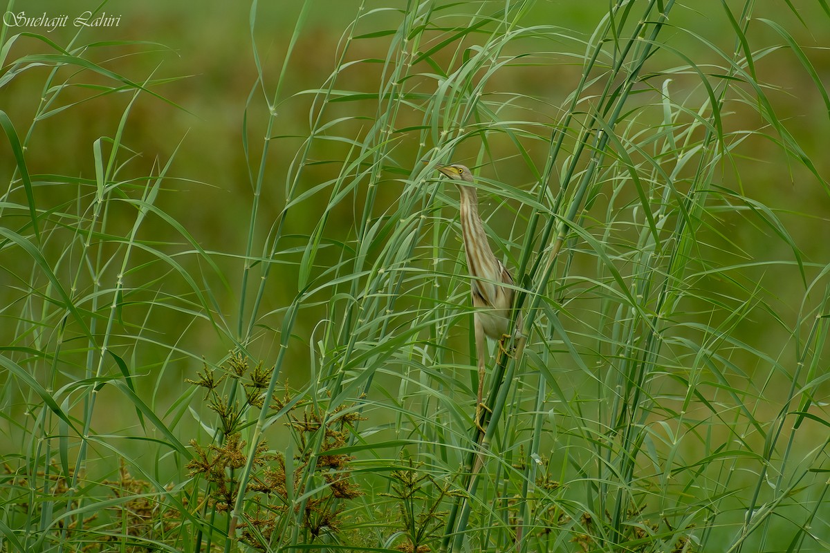 Yellow Bittern - ML647410882