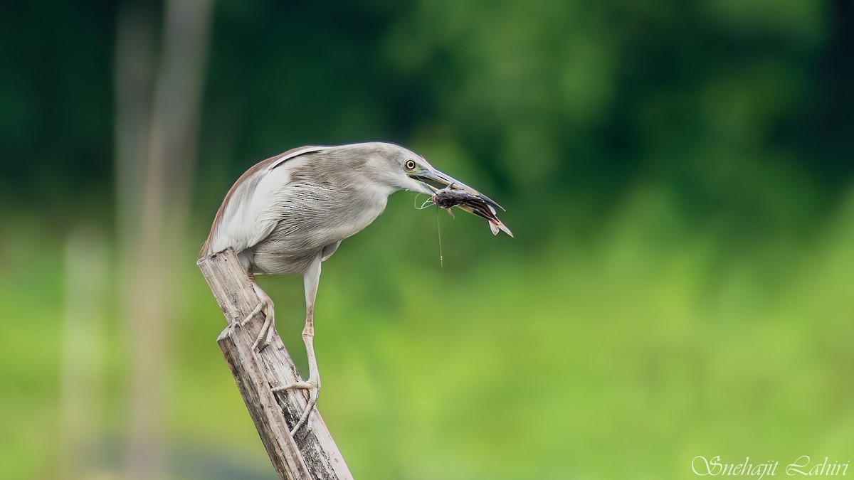 Indian Pond-Heron - ML647410886