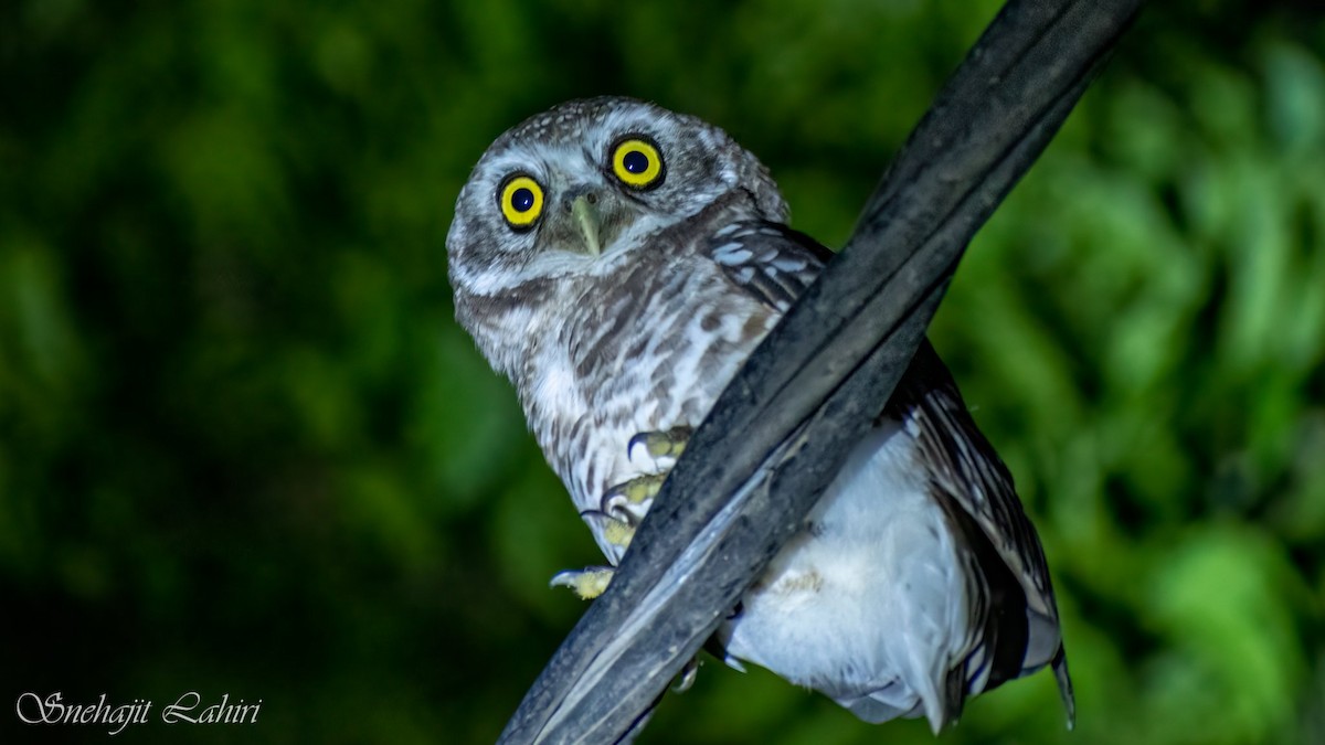 Spotted Owlet - ML647410888
