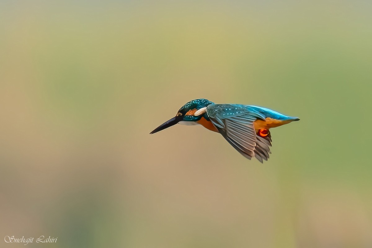 Martin arrantzalea - ML647410906